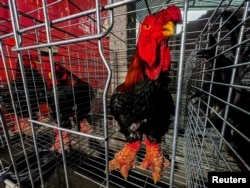 Dong Tao chickens, also known as "Dragon Chicken," are seen at Dong Tao village, in Hung Yen province, Vietnam, on January 31, 2024. (REUTERS/Minh Nguyen)