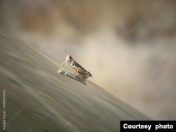 A grasshopper sits on a car's windshield.
(Photo by Kim via Adobe Stock)