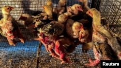 Baby Dong Tao chickens, also known as "Dragon Chicken," are seen at Dong Tao village, in Hung Yen province, Vietnam, on January 31, 2024. (REUTERS/Minh Nguyen)
