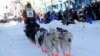 Heat Causes Issues during Alaska’s Famous Iditarod Race