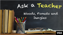 Ask a Teacher: Woods, Forests and Jungles