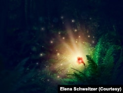 FILE - Blooming fern flower. (Adobe stock photo by Elena Schweitzer)