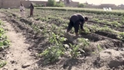 په کندهار کې کروندګر خپلو حاصلاتو ته د بازارموندنې غوښتنه کوي