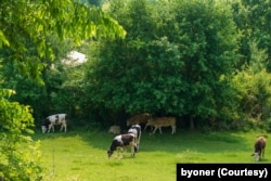 FILE - Cows graze in the forest. (Adobe stock photo by byoner)