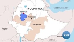 Wallagga Baha, Aanaa Kiiramuu Keessatti Hidhattoonni Faannoo Ijoollee Horii Tiksan Shan Ajjeesan, Jedhu Jiraattonnii fi Aangawaan Aanichaa  