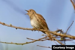 Nightingale singing on a tree branch