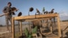 Palestinians Trap Invasive Birds Along Gaza Border 