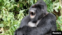 In this file photo, an endangered silverback mountain gorilla from the Nyakamwe-Bihango family yawns within the forest in Virunga national park near Goma in eastern Democratic Republic of Congo, May 3, 2014. (REUTERS/Kenny Katombe/File Photo)
