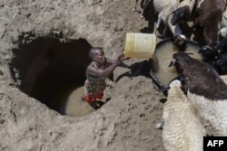 FILE - A young woman from the Turkana community waters goats from a shallow well dug into a dry riverbed at Eliye springs on the western shore of Lake Turkana in Turkana county on September 28, 2022. (Photo by Tony KARUMBA / AFP)