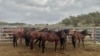 Wild Horses Die from Unknown Disease