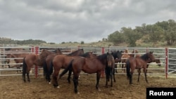 FILE - Wild horses stand in a holding area near the West Douglas Herd Area, 20 miles south of Rangely, Colorado, U.S., in this handout photo released in August 2021. (Bureau of Land Management/Handout via REUTERS )