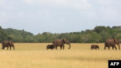 Des éléphants dans le parc Loango, au Gabon, le 15 mars 2022.