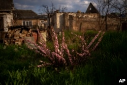 A cherry tree is photographed at Anna Shevchenko's courtyard at her house in Irpin, near Kyiv, on Tuesday, May 3, 2022. (AP Photo/Emilio Morenatti)