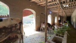 په کندز کې د غواګانو د معیاري فارمونو جوړول
