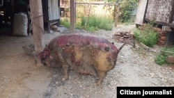 စစ်ကိုင်းတိုင်း၊ ကလေးမြို့တောင်ပိုင်း နတ်ချောင်းရွာမှာ မတ်လ ၁၇၊ ၂၀၂၂ ခုနှစ်က စစ်ကောင်စီတပ်ရဲ့ ထိုးစစ်အတွင်း လူနေအိမ်တွေနဲ့အတူ မီးစွဲခဲ့တဲ့ အိမ်မွေးတိရစ္ဆာန်များ။ (ဓာတ်ပုံ -Aung Hsan Lin's FB)