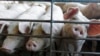 Scientists Create Tool to Interpret Pig Emotions
