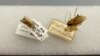 Study Explores History of Cockroaches