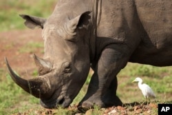 FILE- A black rhino, on the Red List of Threatened Species according to IUCN (International Union for Conservation of Nature), eats grass at Nairobi National Park, on the outskirts of Nairobi, Kenya, on Jan. 31, 2024. (AP Photo/Brian Inganga, File)