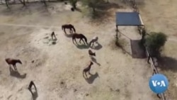 Africa's Donkeys Being Stolen for Chinese Medicine