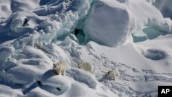 An adult female polar bear, left, and two 1-year-old cubs walk over snow-covered freshwater glacier ice in Southeast Greenland in March 2015. (Kristin Laidre via AP)