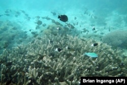 Fish swim near some bleached coral at Kisite Mpunguti Marine park, Kenya, Saturday, June 11, 2022. (AP Photo/Brian Inganga)