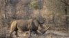 Afrique du Sud: le plus grand élevage de rhinocéros au monde mis aux enchères