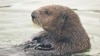 Sea Otters Help Save California’s Wetlands 