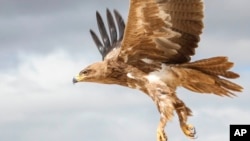 This 2018 photo provided by Evan R. Buechley shows a Tawny Eagle in Ethiopia. The tawny eagle is considered vulnerable to extinction by scientists. The destruction of forests and grasslands in Africa and South Asia are shrinking its habitat. 