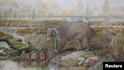The marsupial Mukupirna nambensis, a plant-eating mammal about the size of a black bear that lived roughly 25 million years ago in Australia is seen in an artist's impression released on June 25, 2020. (Peter Schouten/Handout via REUTERS)