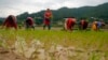Scientists Say Genetically Modified Rice Can Prevent HIV