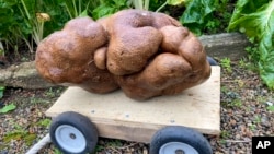 A large potato sits on a trolly in a garden at Donna and Colin Craig-Browns home near Hamilton, New Zealand, Wednesday, Nov 3, 2021. (Donna Craig-Brown via AP)