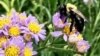Study: Bees Went Silent During Total Solar Eclipse