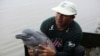 End of Catfish Fishing Ban Threatens Amazon’s Pink Dolphins