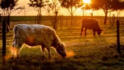 Cows graze in an enclosure near Frankfurt, Germany, as the sun rises for a sunny warm summer day on Sunday, Aug. 11, 2019. (AP Photo/Michael Probst)