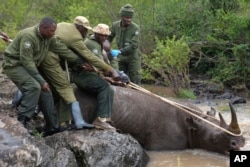 FILE - Kenya Wildlife Service rangers and capture team pull out a sedated black rhino from the water in Nairobi National Park, Kenya, on Jan. 16, 2024. (AP Photo/Brian Inganga, File)