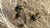 Small Nevada Toad Listed as Endangered Due to Power Project