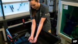 In this February 2019 photo provided by the New England Aquarium, scientist Carolyn Wheeler holds a baby epaulette shark in Quincy, Mass. Scientists have found the baby sharks are less likely to survive to maturity in warming ocean waters.