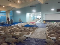Thousands of cold-stunned sea turtles are being rescued in South Padre Island, Texas. (Photo courtesy of Sea Turtle Inc.)