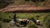 Native Americans Work to Keep Sheep Herding Tradition as Climate Changes