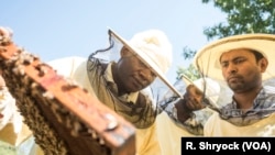 Abdul Adan shows Elele Okbe and Kobir Hossin how to tend to beehives in Alessandria, Italy, Aug. 22, 2017. 