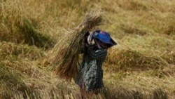 မြန်မာနဲ့ ကမ္ဘောဒီးယား ဆန် ဥရောပ တင်ပို့မှု EU အခွန်ကောက်ဖို့ ပြင်ဆင်