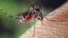 Scientists Find a New Way To Kill Disease-Carrying Mosquitoes 