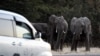 Des éléphants se préparent à traverser une route alors que des voitures passent à Kasane, dans le district de Chobe, dans le nord du Botswana, le 28 mai 2019.