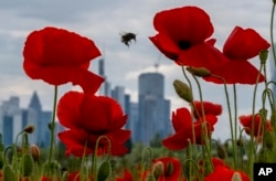 A bumblebee flies between poppy flowers near the buildings of the banking district in Frankfurt, Germany, Friday, May 24, 2024. (AP Photo/Michael Probst)