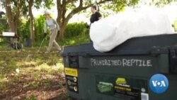 မြန်မာစပါးအုံးမြွေ ဖမ်းပွဲ