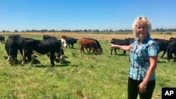 In this July 11, 2018 photo, animal geneticist Alison Van Eenennaam of the University of California, Davis, points to a group of dairy calves that won’t have to be de-horned thanks to gene editing. (AP Photo/Haven Daley)