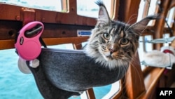 FILE - In its window seat aboard the Royal Albatross, a luxury tall ship, this cat is definitely sitting pretty, August 13, 2023. (Photo by Roslan RAHMAN / AFP) 