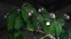 Scientists Work to Save Puerto Rican Parrots