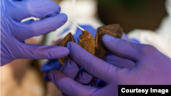 Scientists from the Smithsonian’s Global Health Program take samples from a bumble bee bat in Myanmar. (Photo: Roshan Patel, Smithsonian's National Zoo and Conservation Biology Institute)
