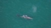 Pacific’s Gray Whale Found off Atlantic Coast